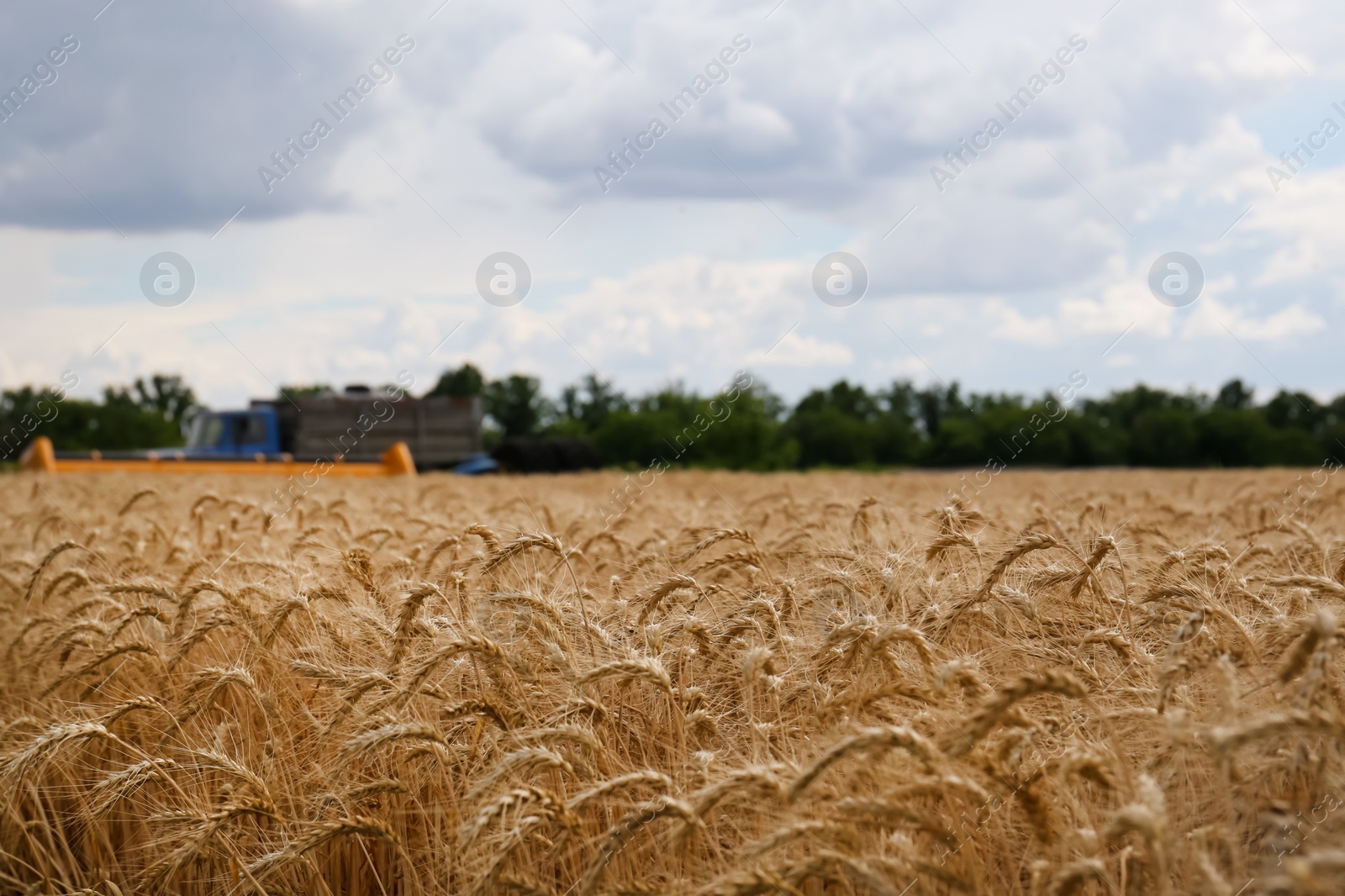 Photo of Beautiful view of agricultural field with ripe wheat spikes on cloudy day