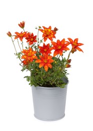 Photo of Beautiful bidens ferulifolia flowers in grey pot isolated on white