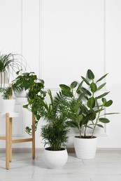 Photo of Many different houseplants in pots near white wall indoors, space for text