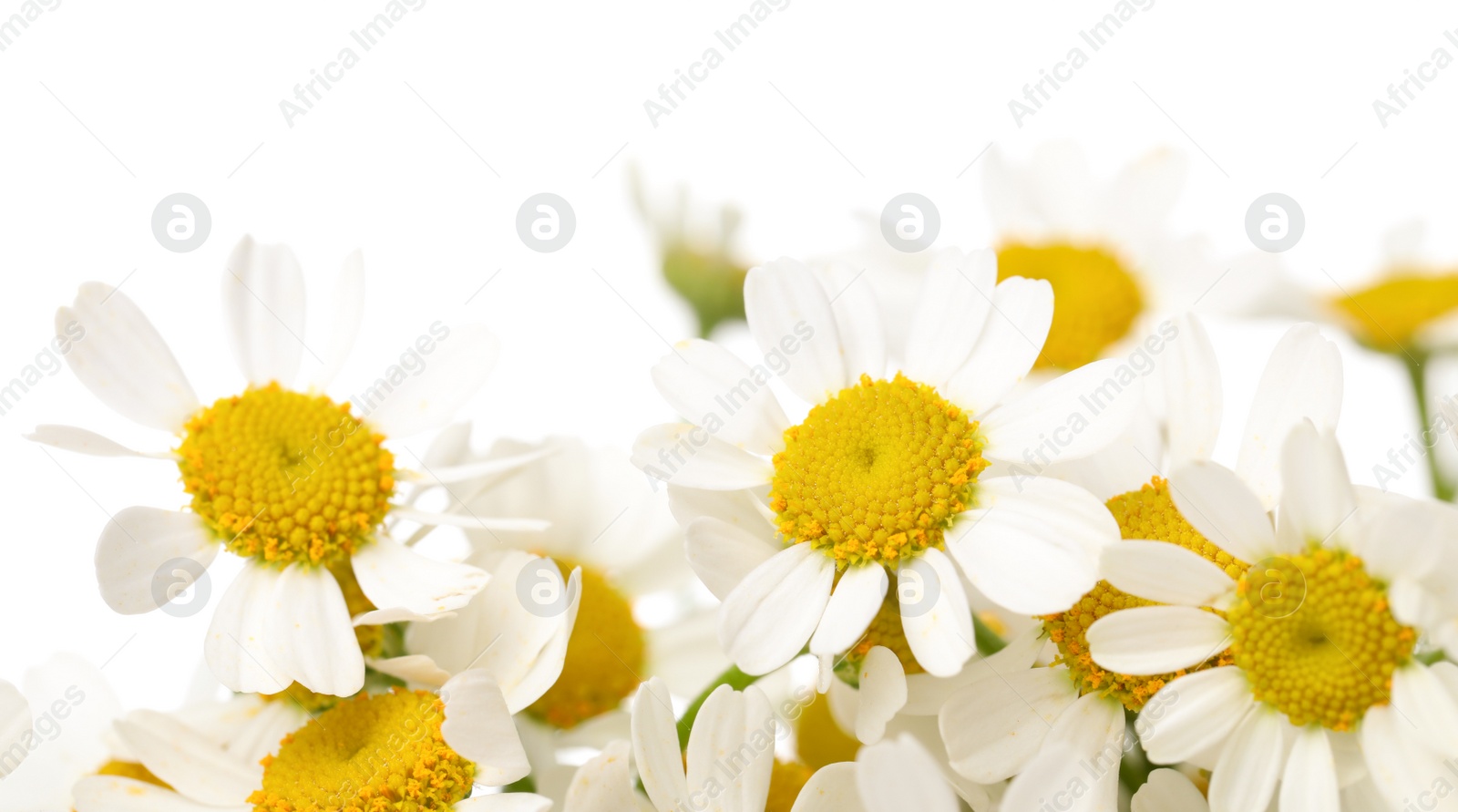 Photo of Many beautiful chamomiles on white background, closeup