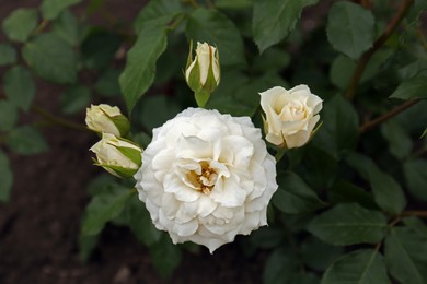 Photo of Closeup view of beautiful blooming rose bush outdoors