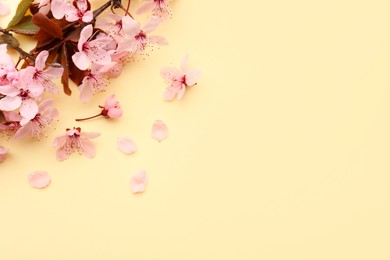 Photo of Spring tree branch with beautiful blossoms, flowers and petals on yellow background, flat lay. Space for text