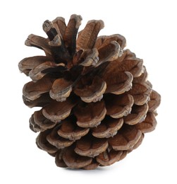 Photo of Beautiful dry pine cone isolated on white