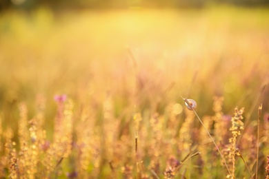 Photo of Beautiful field with wild flowers in morning, closeup