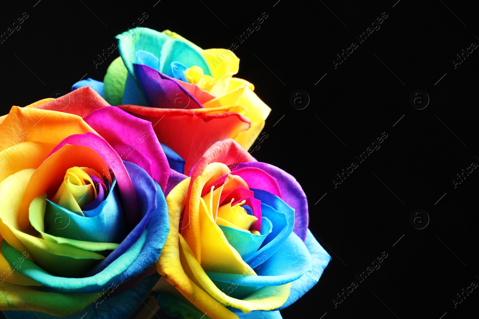 Photo of Amazing rainbow rose flowers on black background