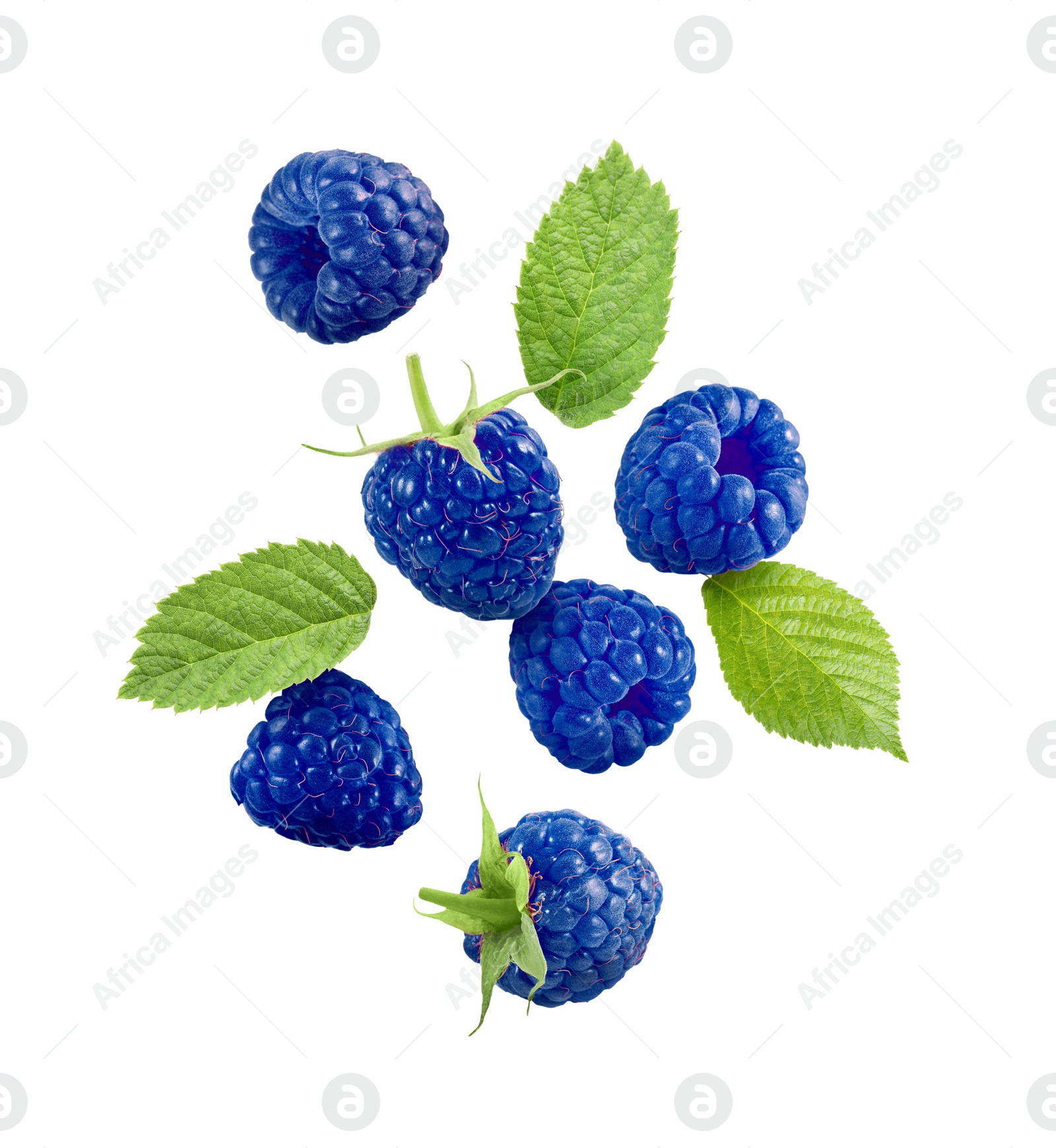 Image of Many fresh blue raspberries and green leaves falling on white background