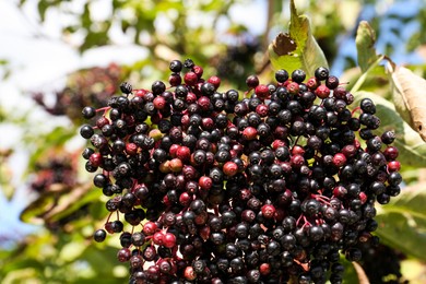 Photo of Tasty elderberries (Sambucus) growing on branch outdoors, closeup