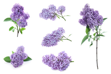 Image of Set of fragrant lilac flowers on white background