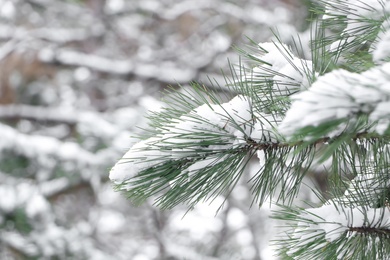 Photo of Conifer tree branches covered with snow in forest, closeup