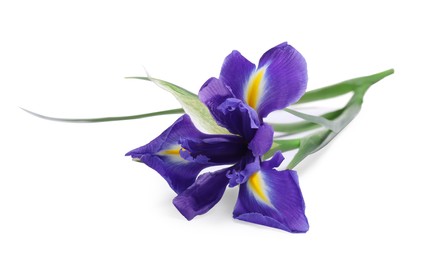 Photo of Beautiful violet iris flower isolated on white