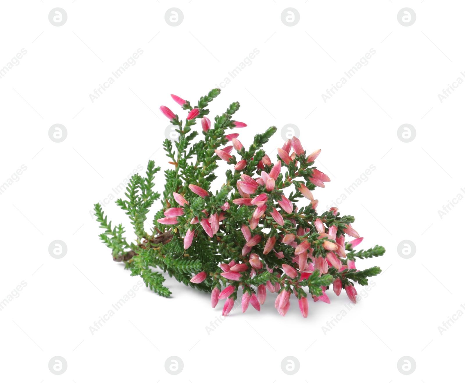 Photo of Branch of heather with beautiful flowers isolated on white