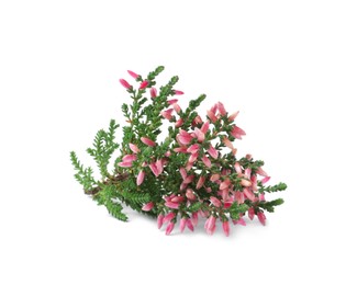 Photo of Branch of heather with beautiful flowers isolated on white