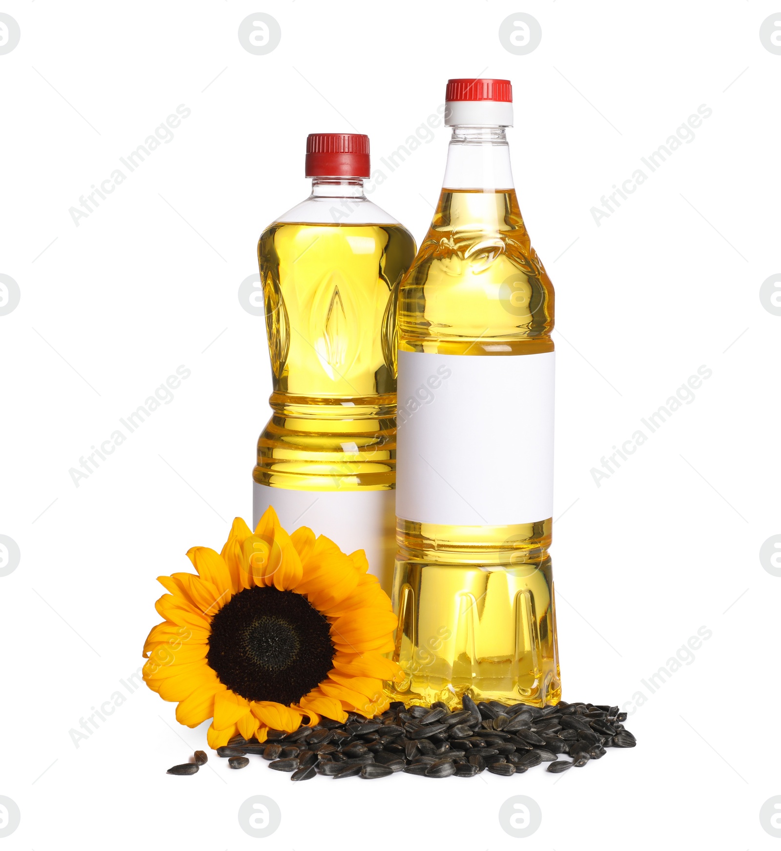 Photo of Bottles of sunflower cooking oil, seeds and yellow flower on white background