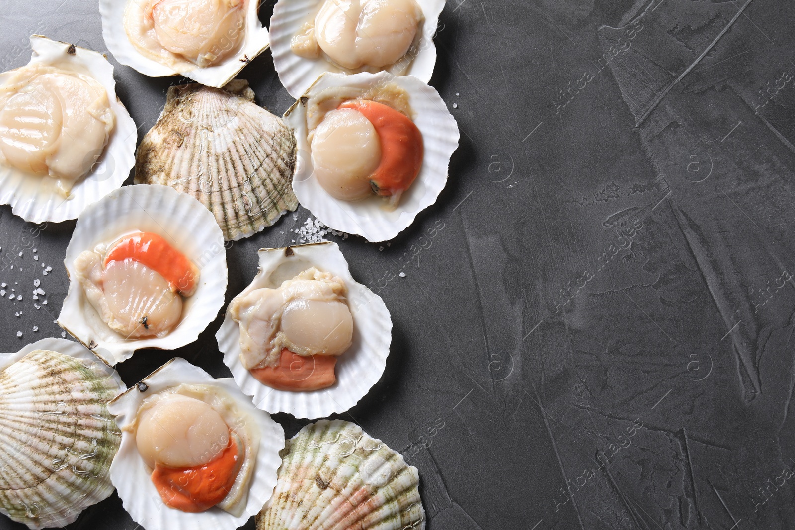 Photo of Fresh raw scallops on grey table, flat lay. Space for text