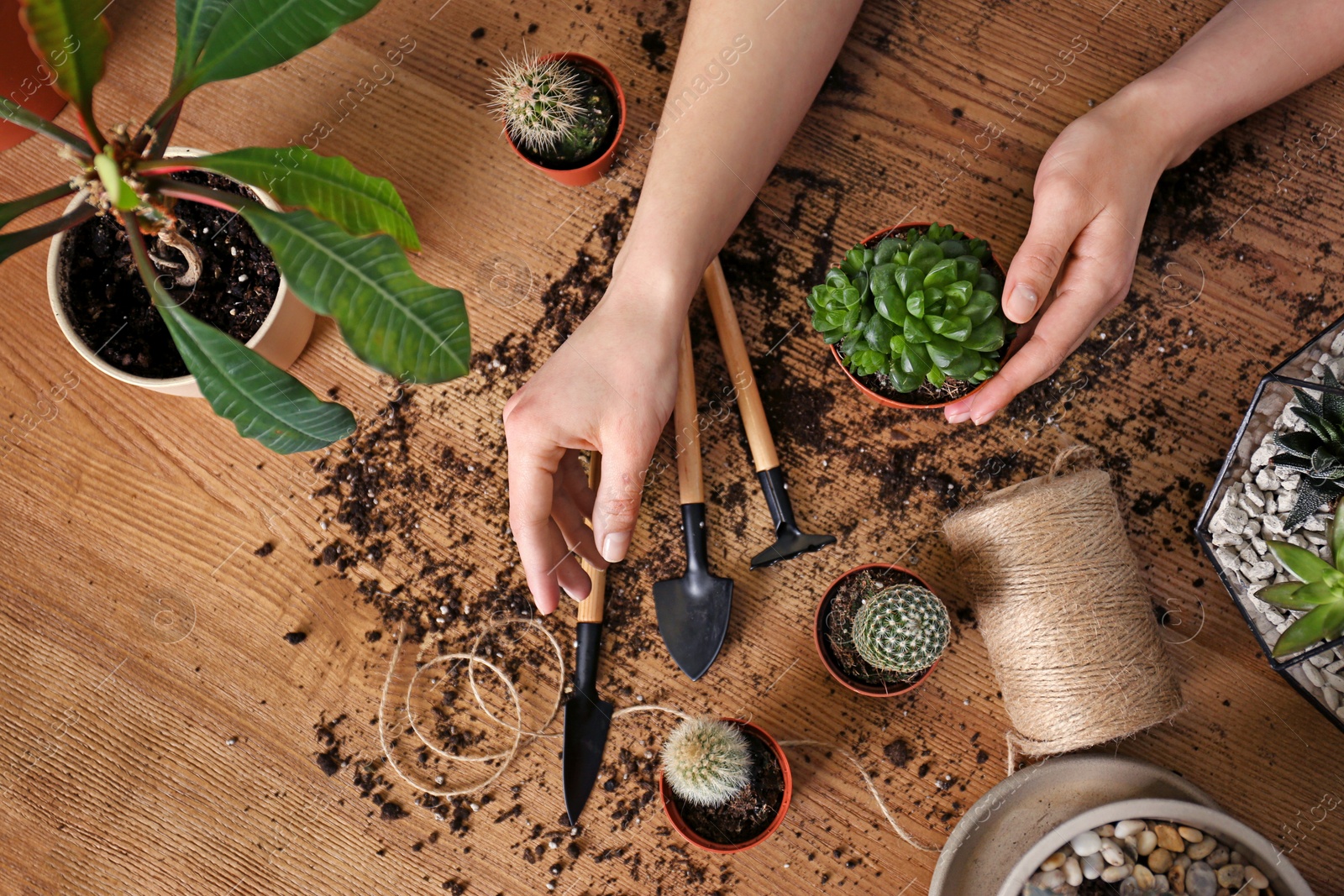 Photo of Woman taking care of home plants at wooden table, top view