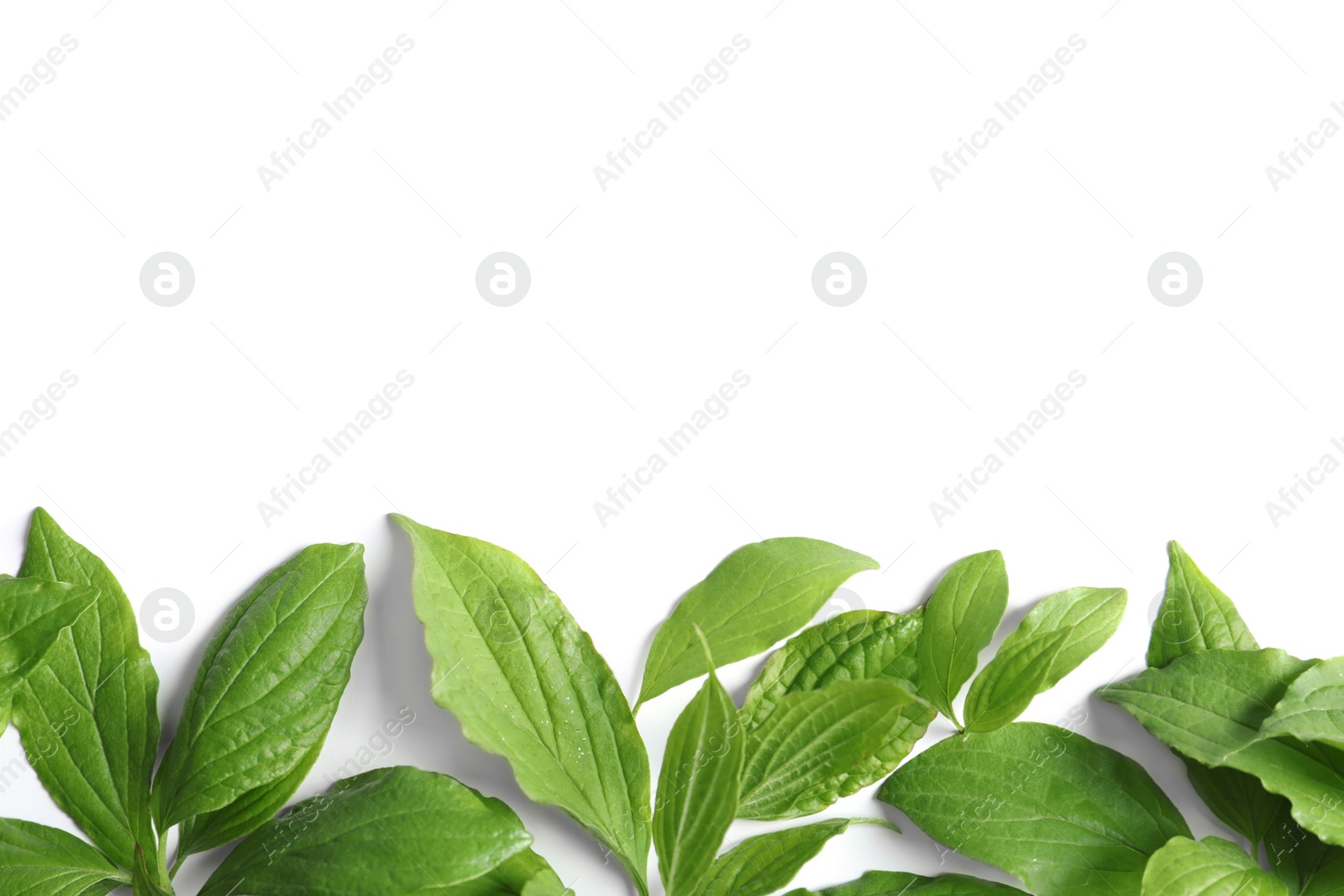 Photo of Beautiful spring green leaves on white background, top view