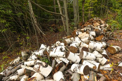 Cut firewood on ground near forest in autumn