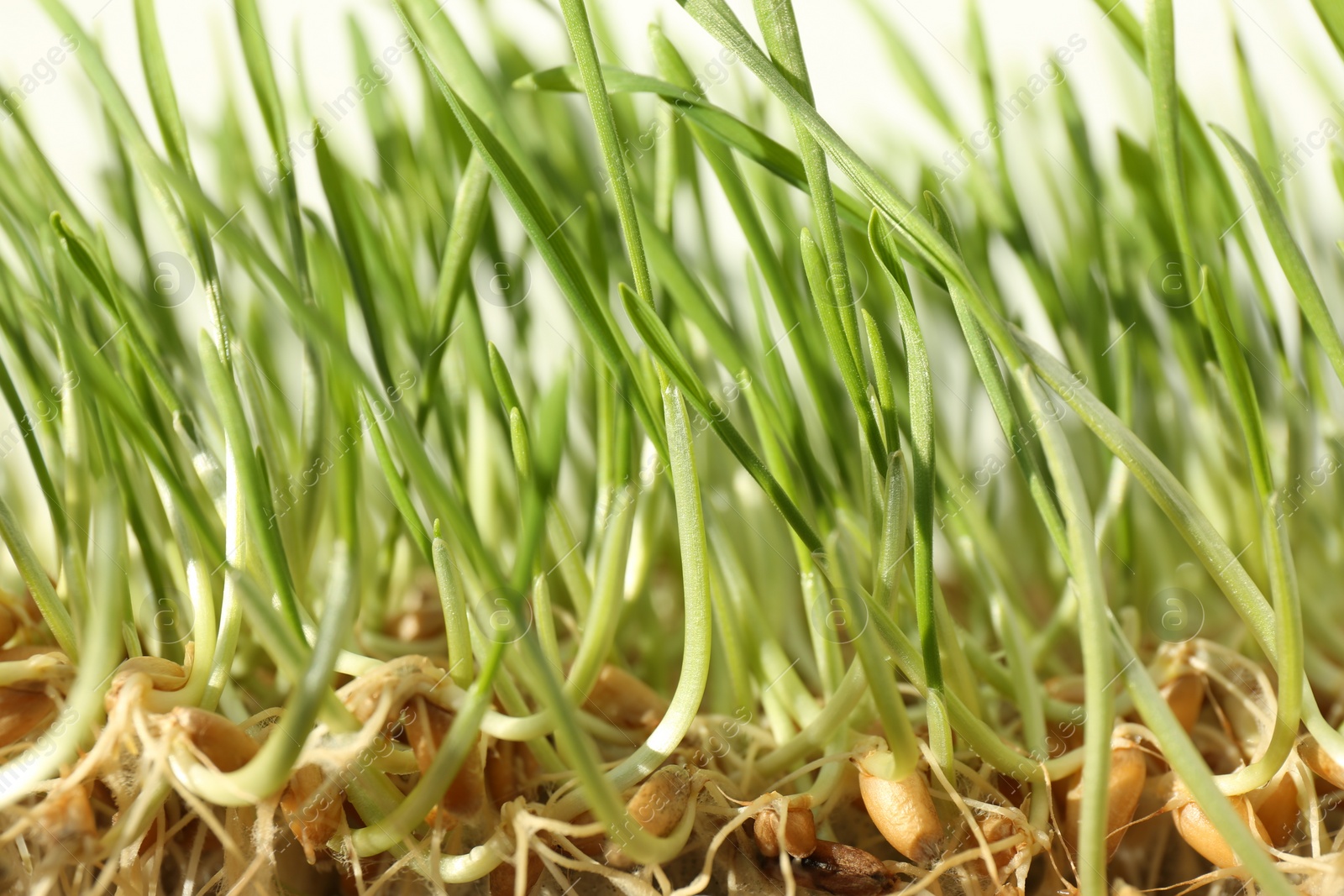 Photo of Growing microgreen. Many sprouted wheat seeds on white background, closeup