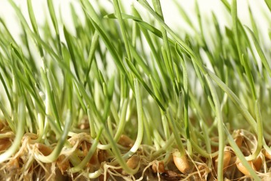 Growing microgreen. Many sprouted wheat seeds on white background, closeup