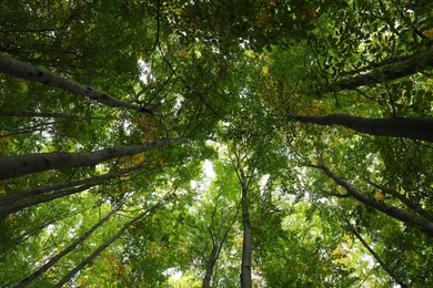 Beautiful green trees in forest on sunny day, bottom view