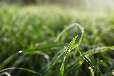 Dewy green grass on wild meadow, closeup view