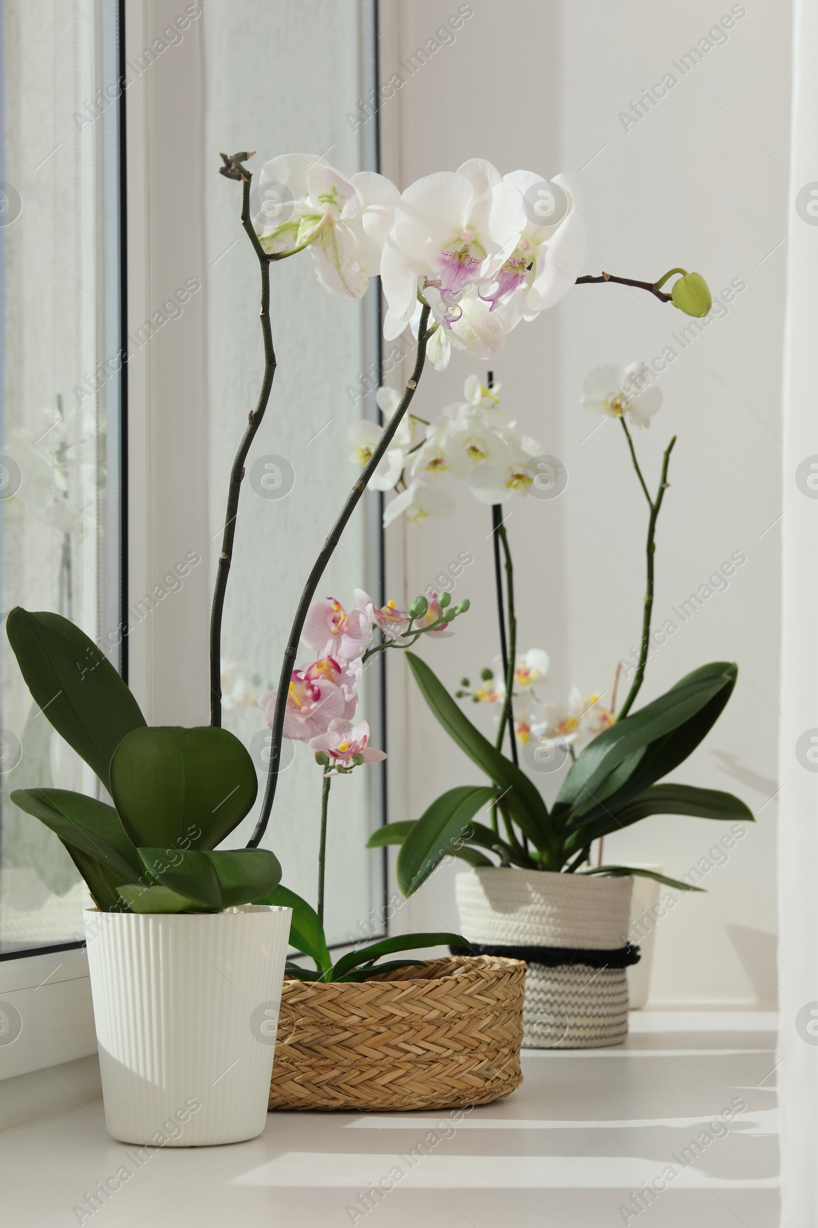 Photo of Blooming orchid flowers in pots on windowsill