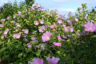 Photo of Beautiful Malva thuringiaca plant with pink flowers in garden, closeup