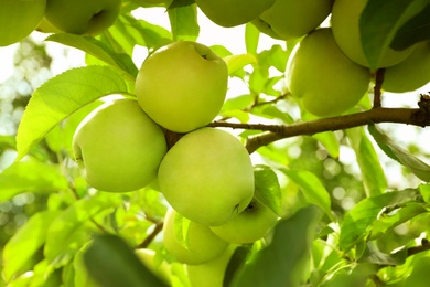 Tree branch with ripe apples outdoors on sunny day