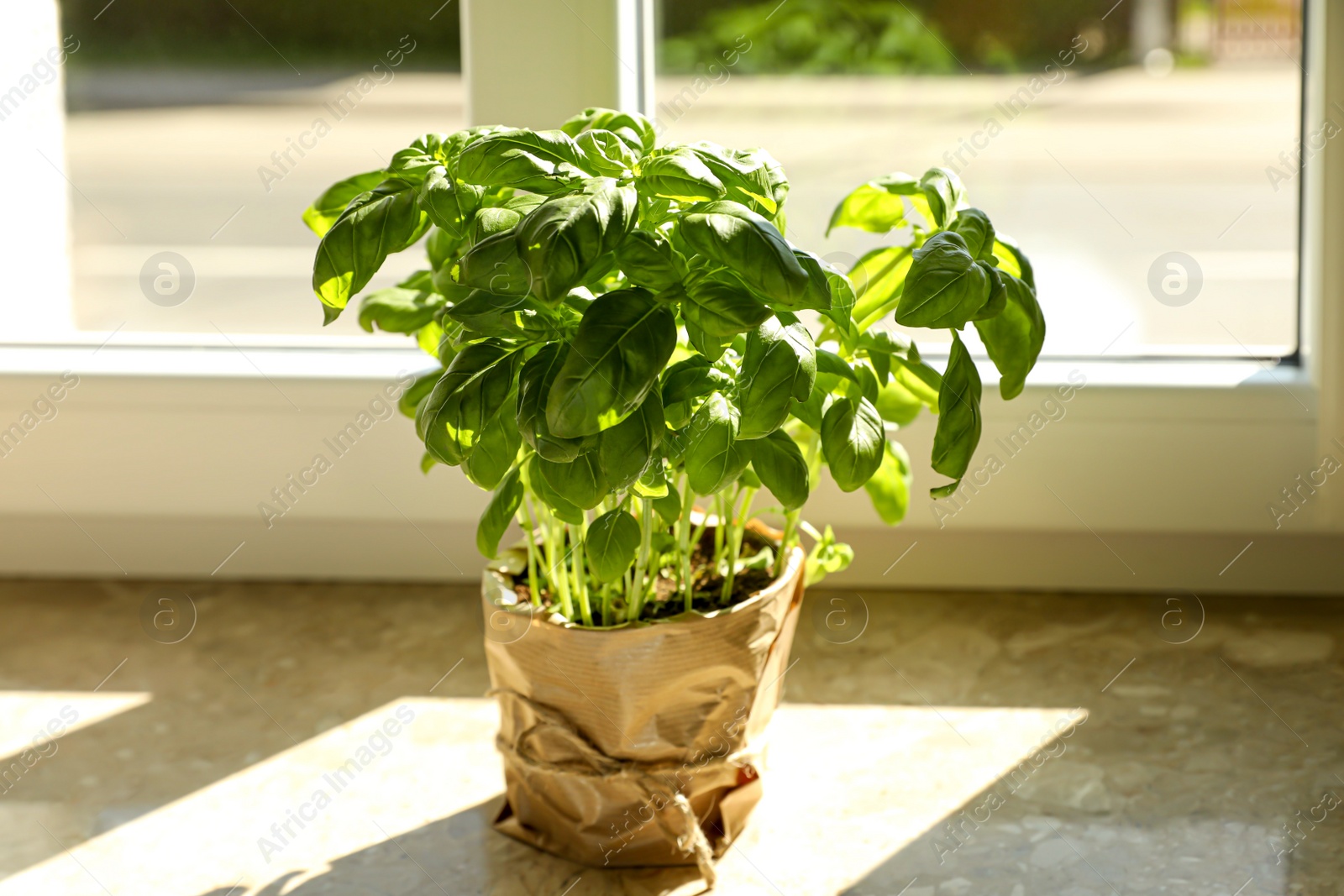 Photo of Potted basil on windowsill indoors. Aromatic herb