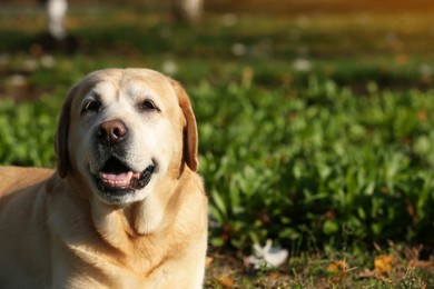 Photo of Yellow Labrador outdoors on sunny day. Space for text