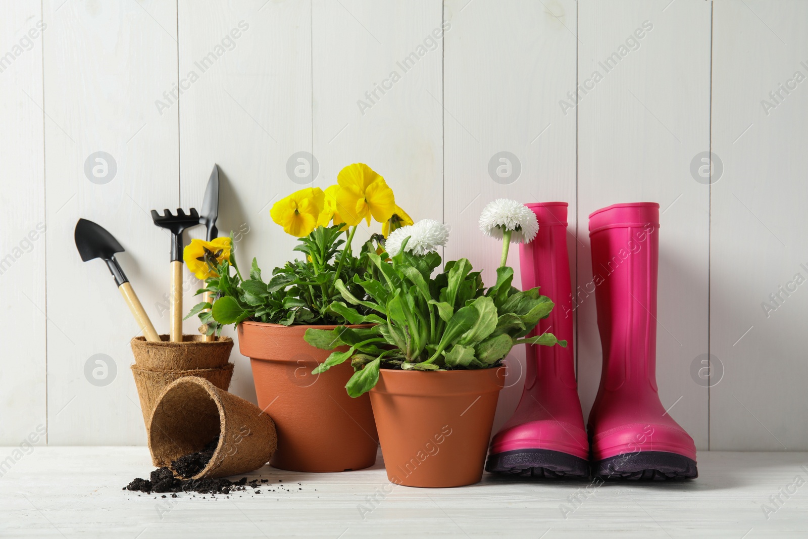 Photo of Blooming flowers in pots and gardening equipment on table