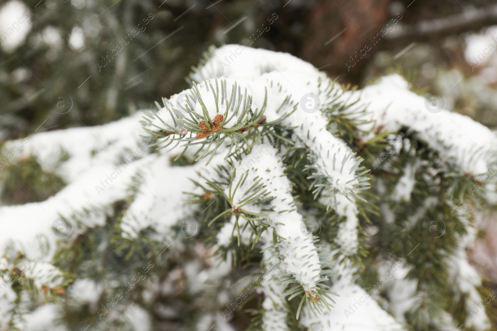 Photo of Coniferous branches covered with fresh snow, closeup