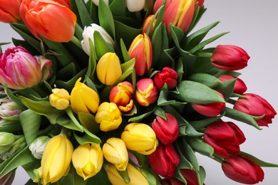 Beautiful colorful tulip flowers on grey background, closeup