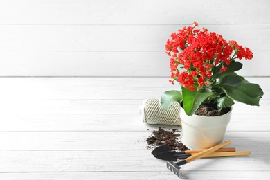 Plant and gardening tools on wooden table