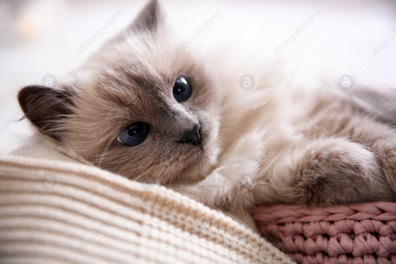 Photo of Portrait of cute cat, closeup. Warm and cozy winter