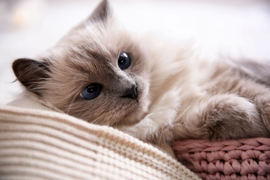 Portrait of cute cat, closeup. Warm and cozy winter