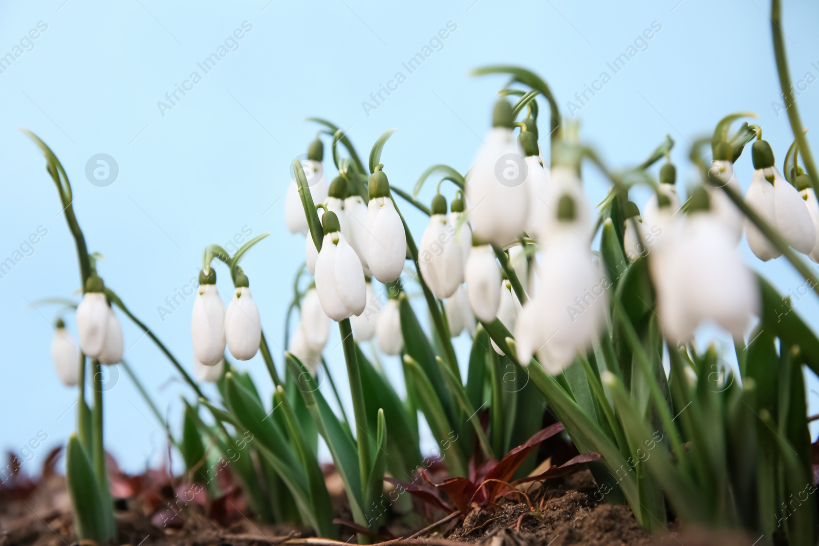 Photo of Fresh blooming snowdrops growing outdoors. Spring flowers