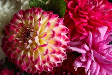 Beautiful blooming dahlia flowers as background, closeup