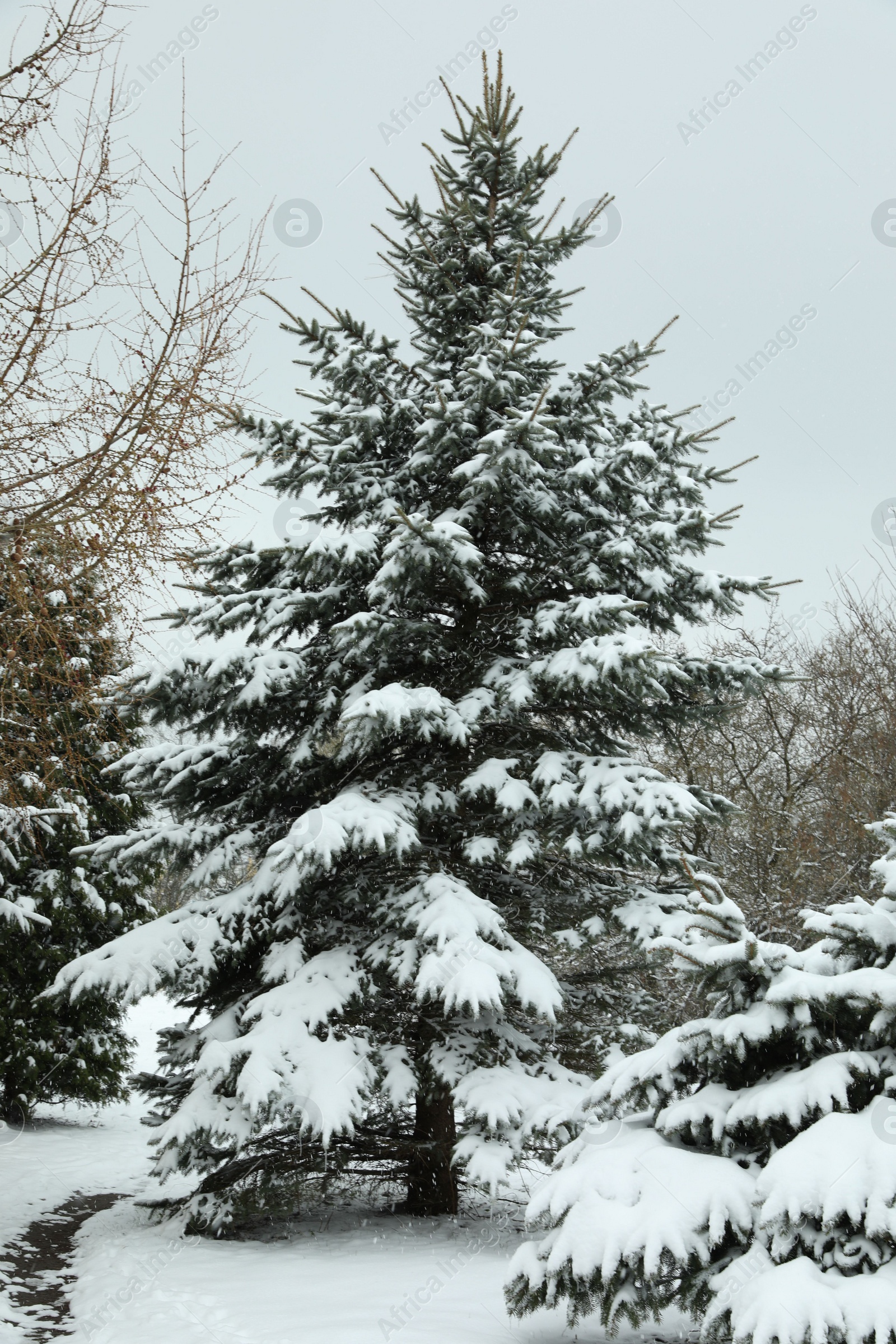 Photo of Fir tree covered with snow on winter day