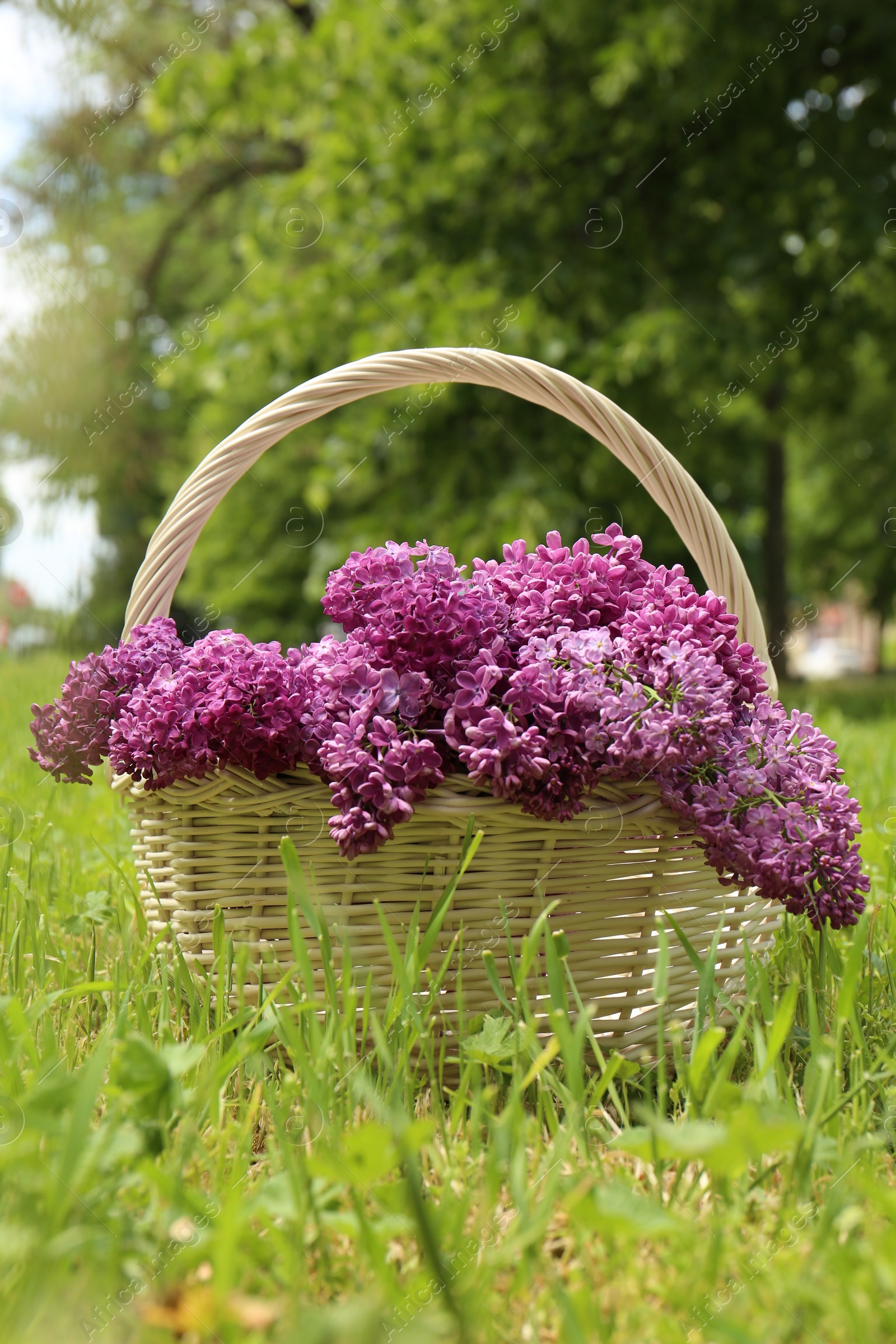 Photo of Beautiful lilac flowers in wicker basket on green grass outdoors