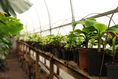 Many different potted plants in greenhouse, space for text