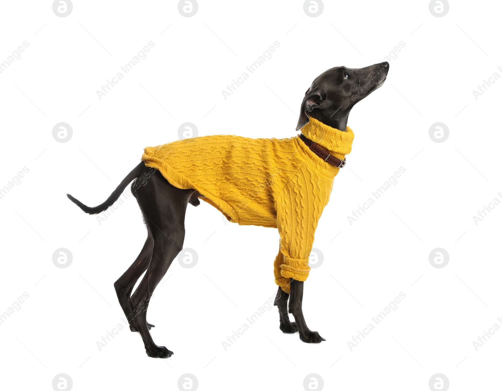 Photo of Italian Greyhound dog wearing sweater on white background