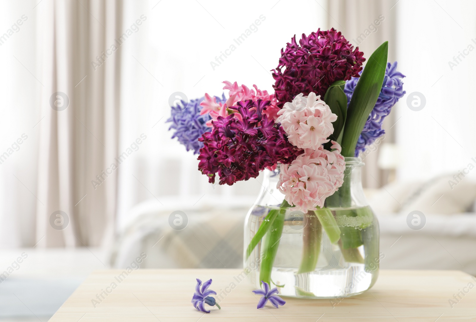 Photo of Beautiful hyacinths in glass vase on table indoors, space for text. Spring flowers