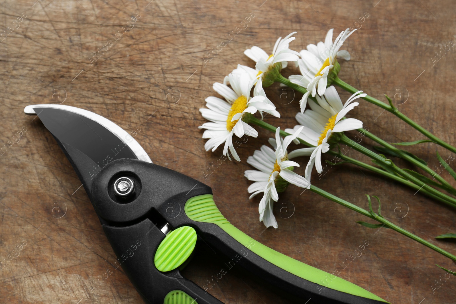 Photo of Secateur and beautiful chamomile flowers on wooden table, flat lay