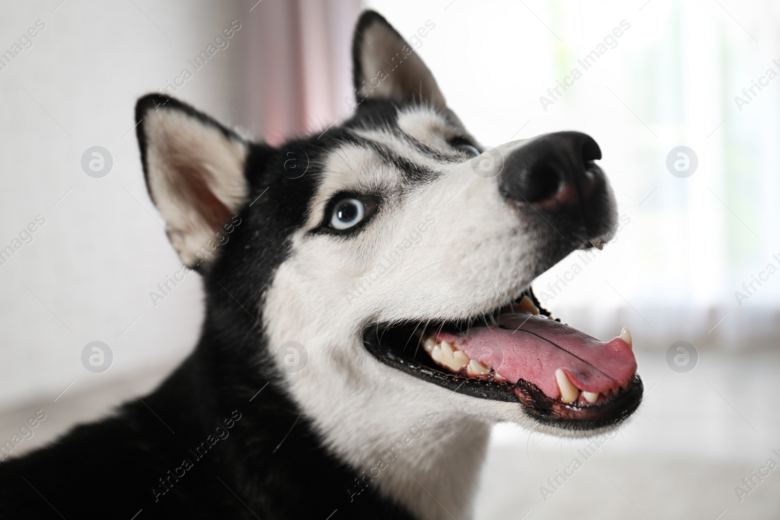 Photo of Cute funny Siberian Husky dog at home