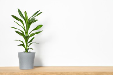 Photo of Potted dracaena on wooden table near white wall, space for text. Beautiful houseplant