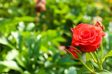 Photo of Beautiful blooming roses in garden on sunny day. Space for text