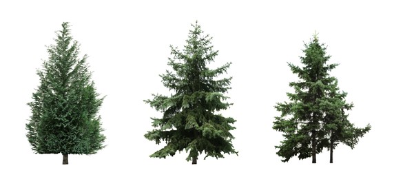 Beautiful evergreen fir trees on white background, collage. Banner design