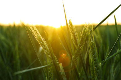 Photo of Closeup view of field with unripe spikes at sunset