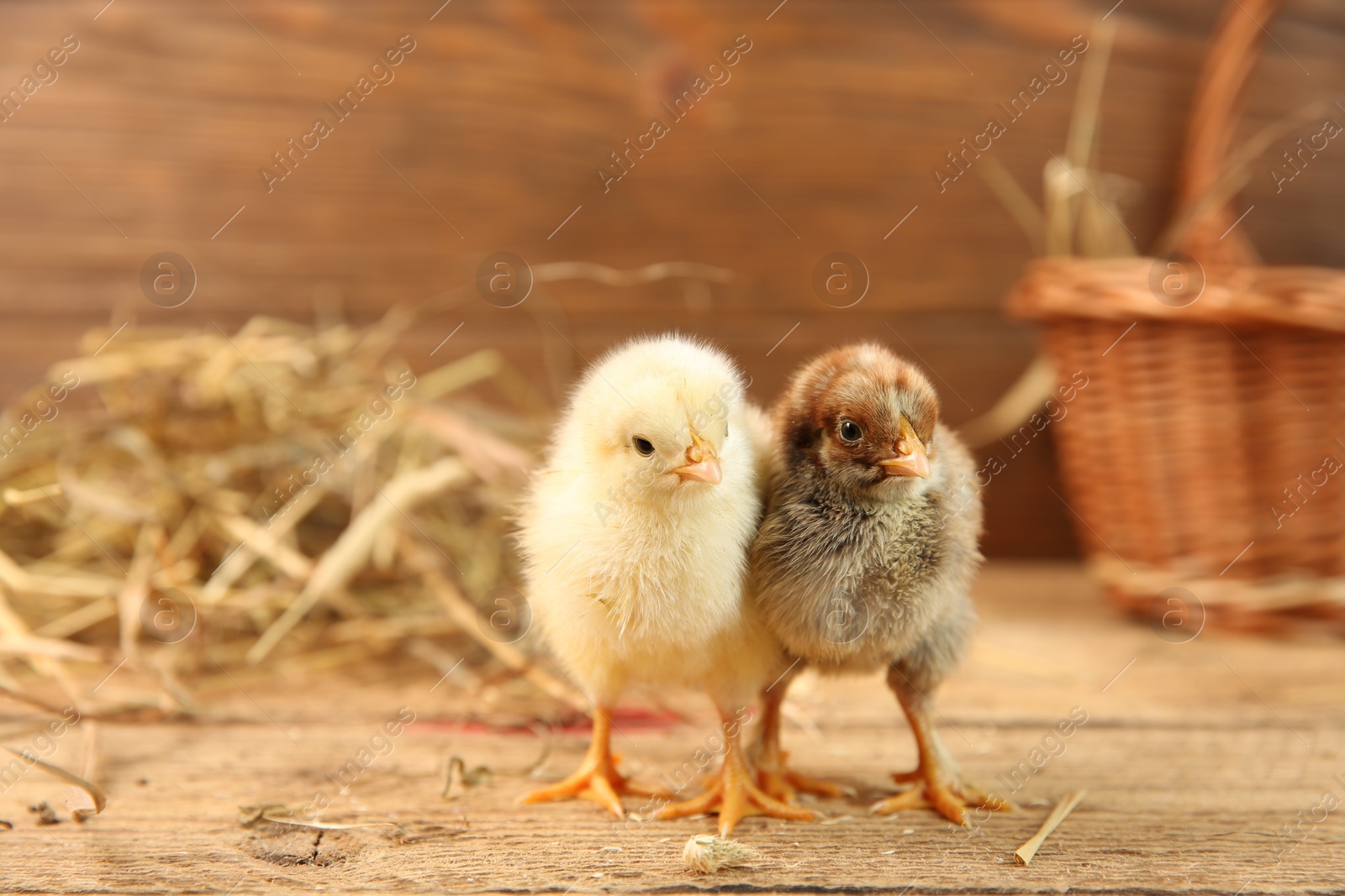 Photo of Cute chicks on wooden table. Baby animals